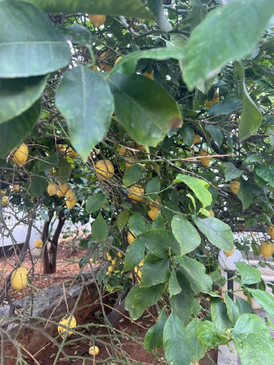 Gartenanlage Hotel Ariadne Beach