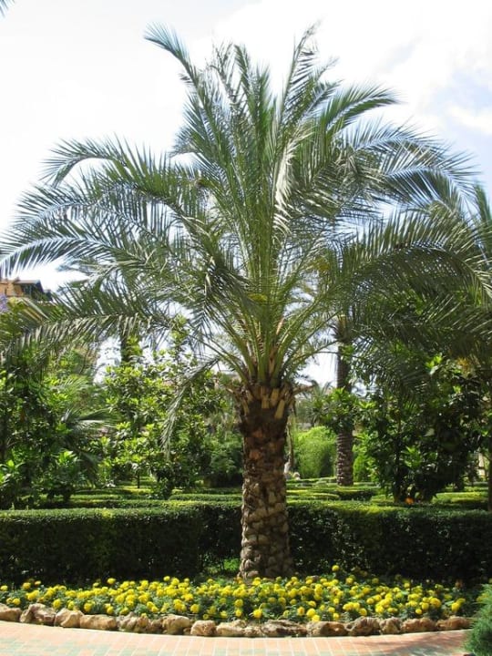 Palmen  Crystal Paraiso Aqua Collection