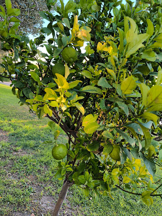 Gartenanlage Atlantica Mikri Poli Rhodes