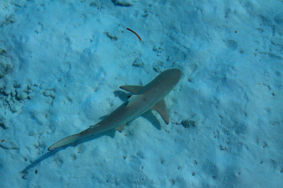 Schwarzspitzenhai Cinnamon Dhonveli Maldives