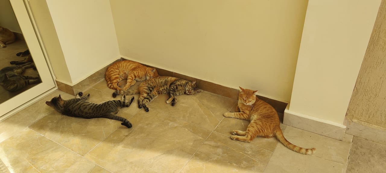 Zimmer Pickalbatros Alf Leila Wa Leila Resort - Neverland Hurghada