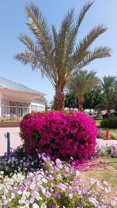 Gartenanlage Desert Rose