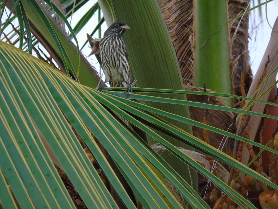 Gartenanlage Hotel Riu Palace Macao - Adults only