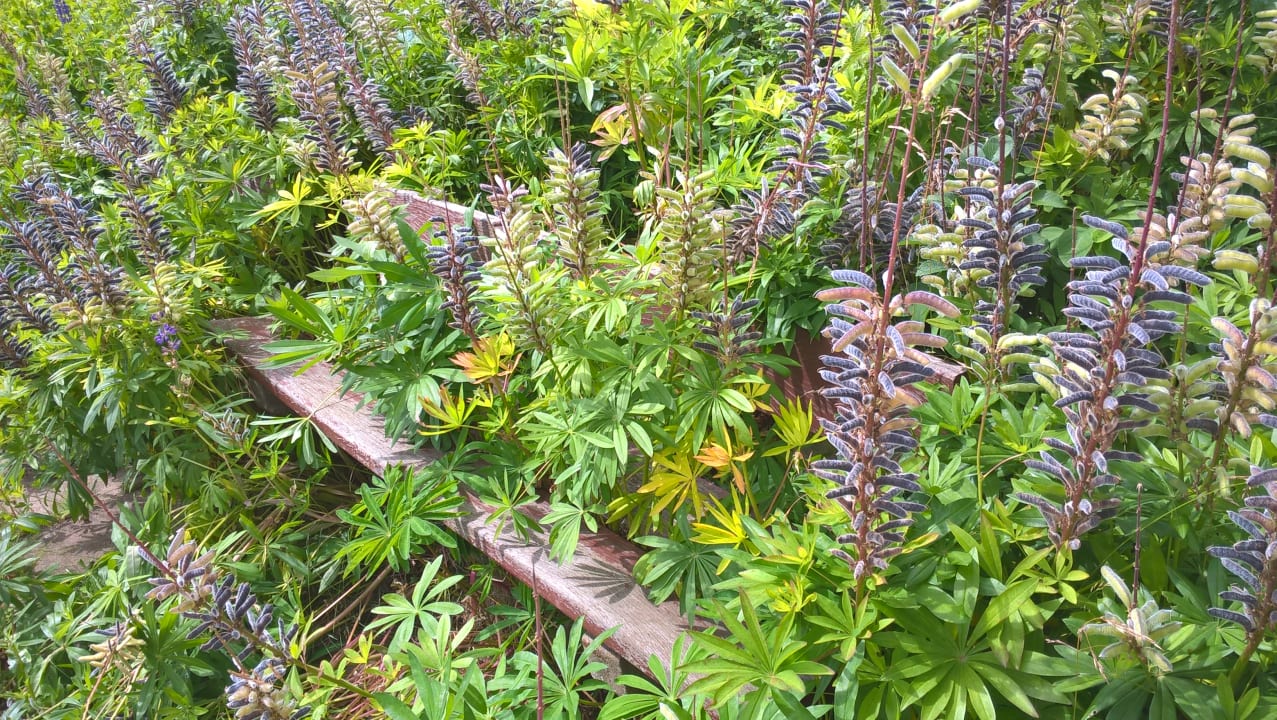 Gartenanlage Ferienhauspark Asgard in Damp