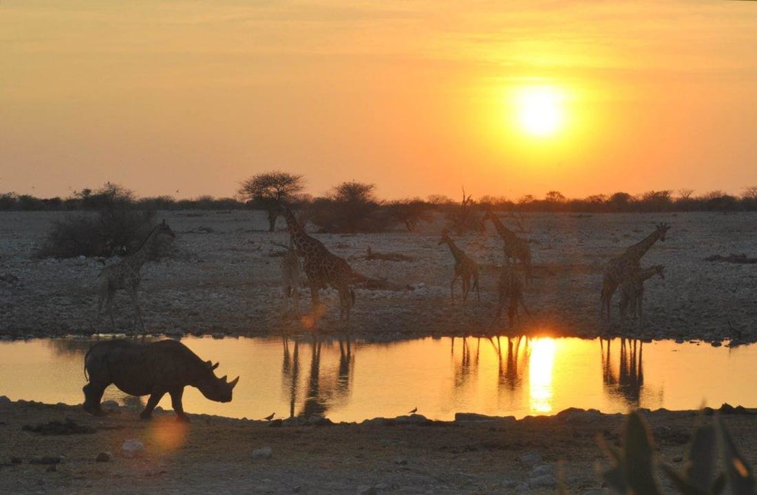 Wasserloch bei Sonnenuntergang Okaukuejo Camp