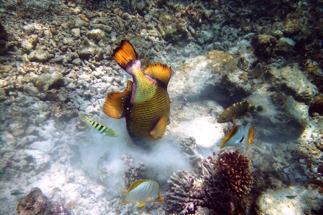 Drückerfisch und andere Fische Royal Island