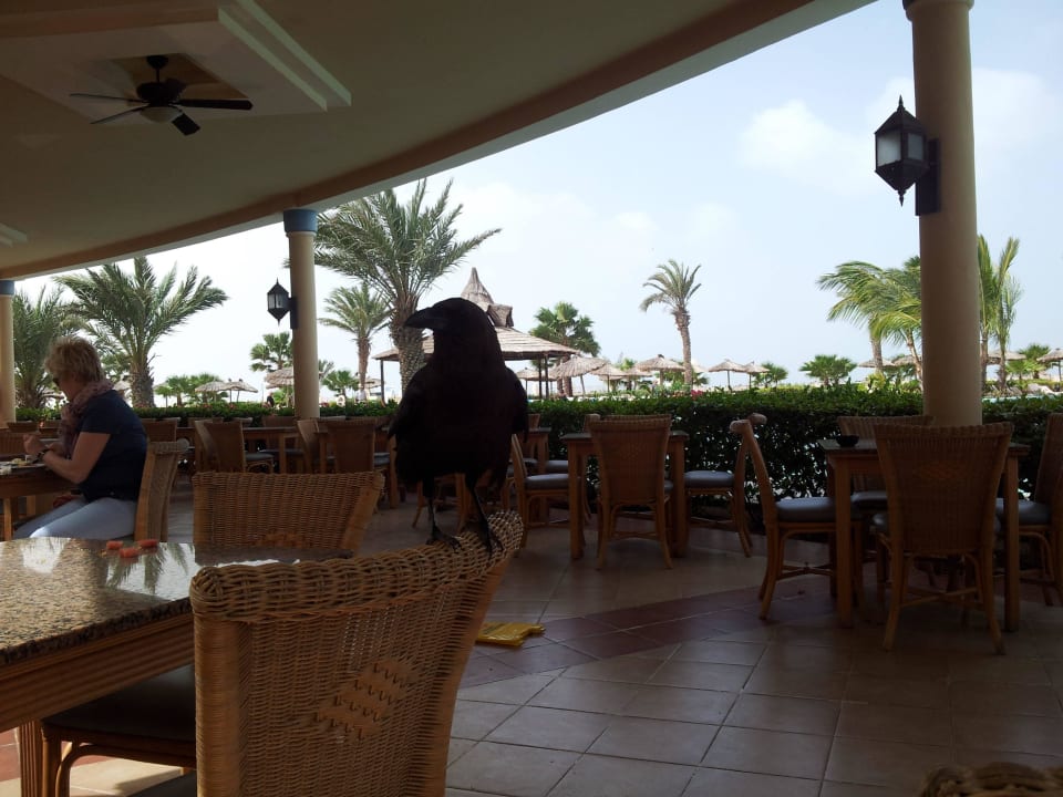 Hungrige Raben Hotel Riu Karamboa