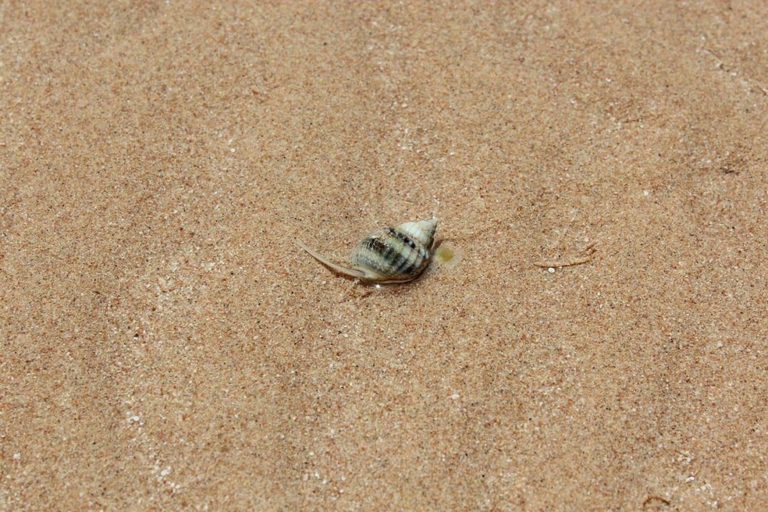 Eine kleine Schnecke bei Ebbe Hotel Sheraton Soma Bay Resort