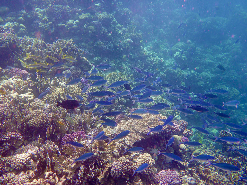 Sport & Freizeit Three Corners Sea Beach Resort