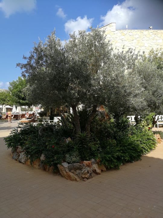 Gartenanlage Cactus Royal