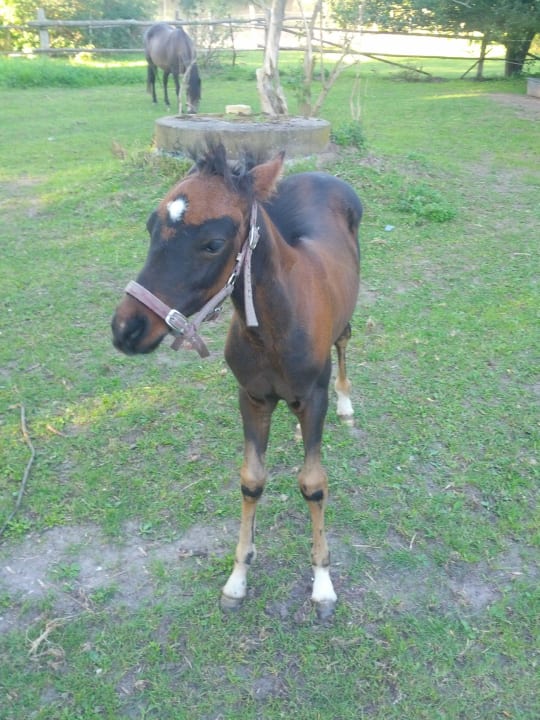 Fohlen Hotel Gutshaus-Kajahn