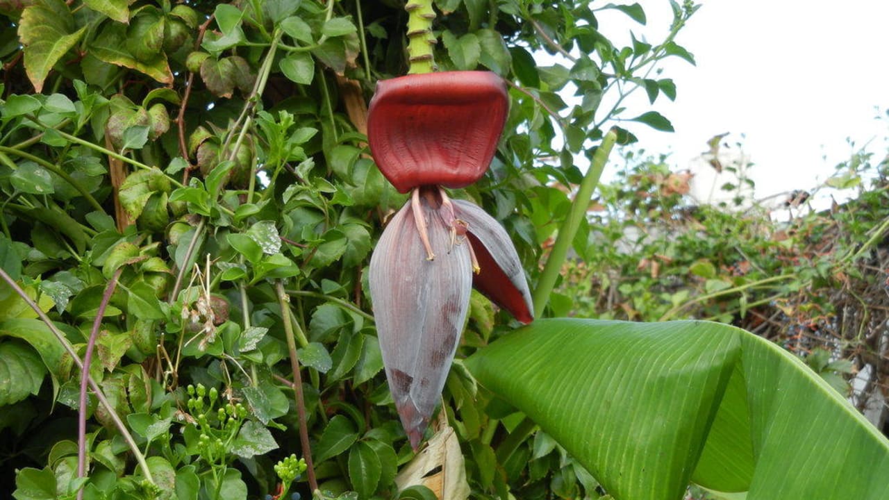 Bananen-Blüte Aldiana Club Rocca Nettuno Calabria