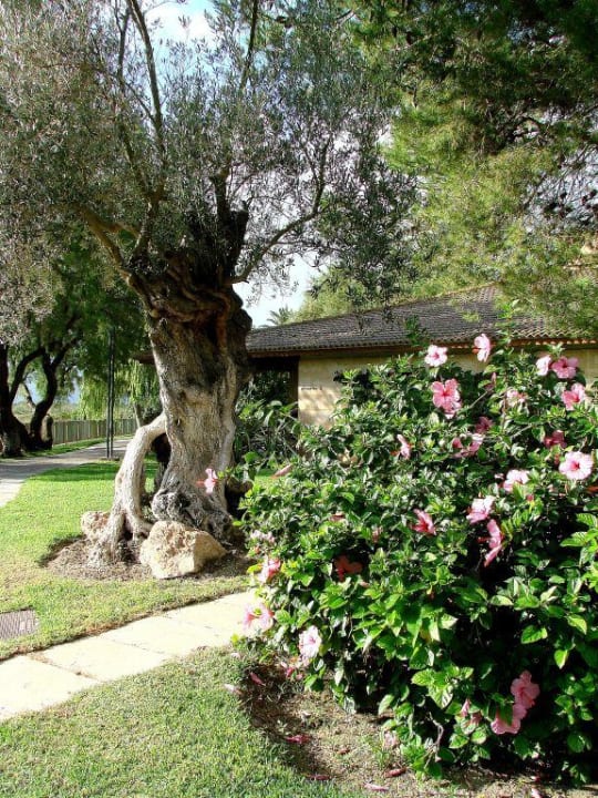 Grün  PortBlue Club Pollentia Resort & Spa