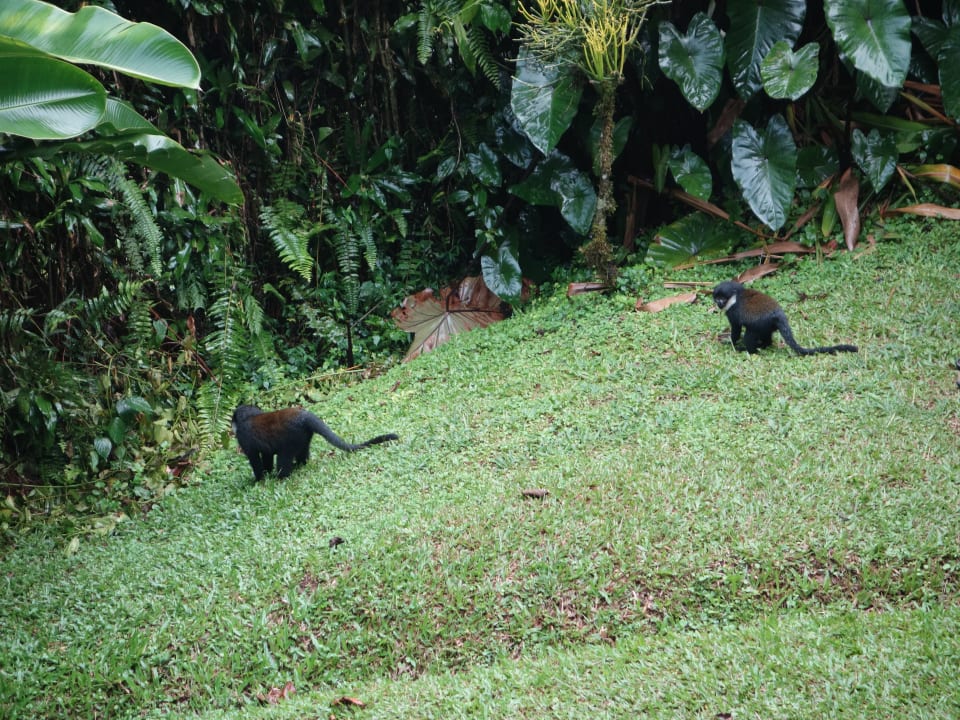 Gartenanlage Buhoma Lodge