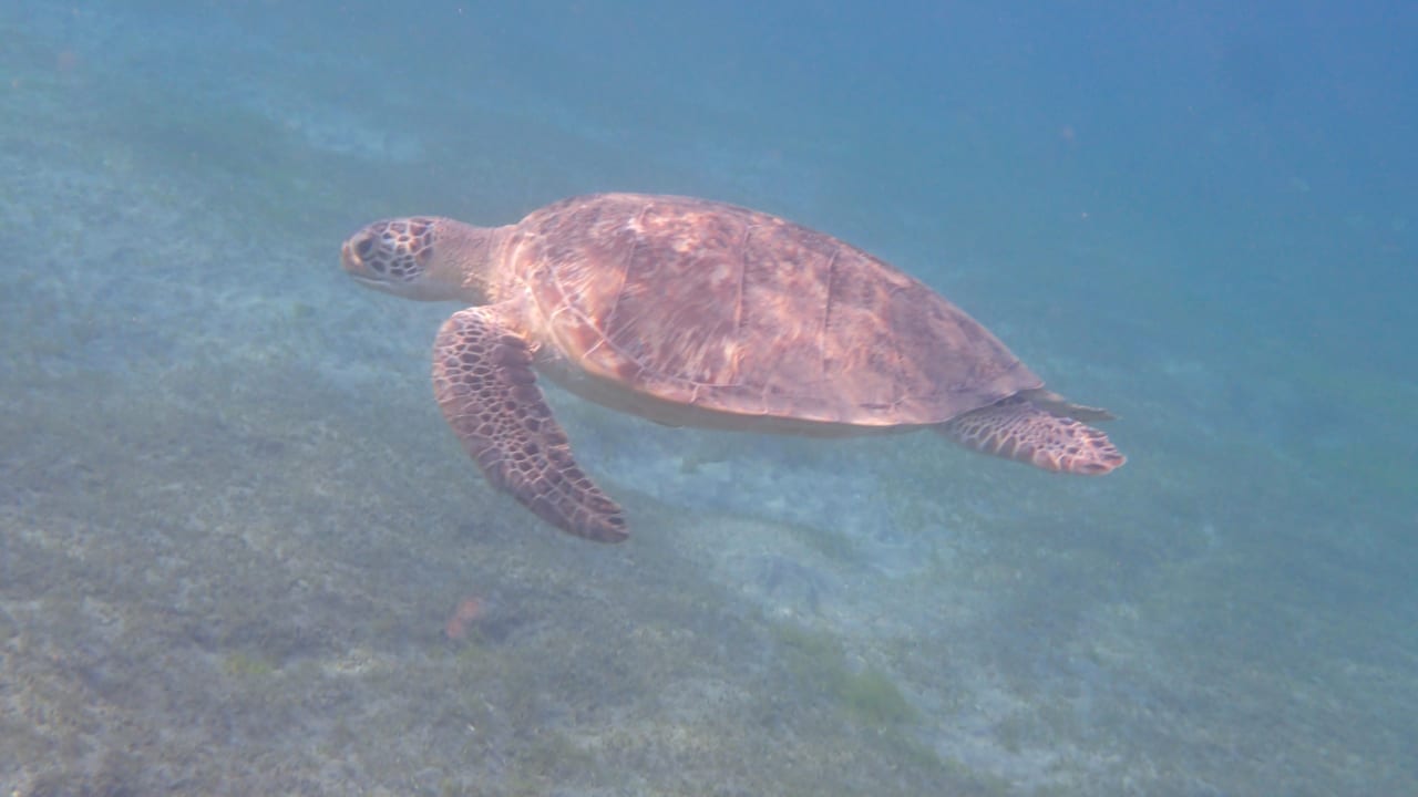 Strand Shams Alam Beach Resort