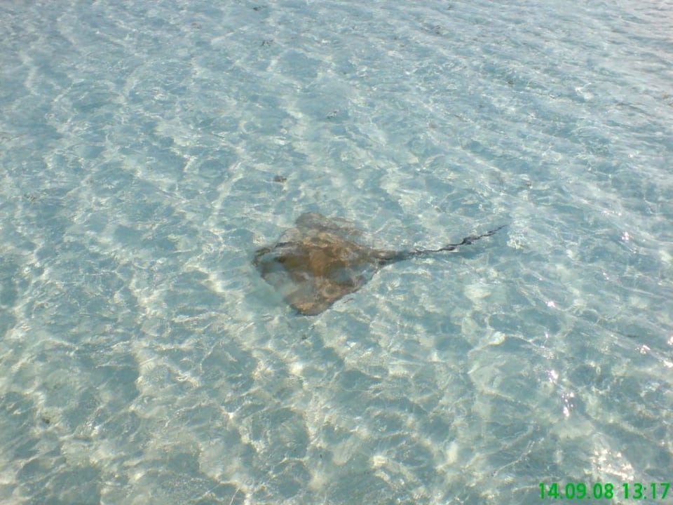 Rochen am Strand Cinnamon Hakuraa Huraa Maldives