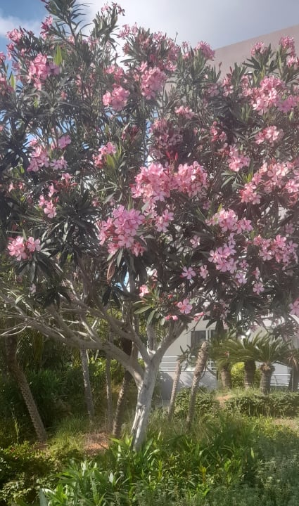 Gartenanlage Hotel Faliraki Bay