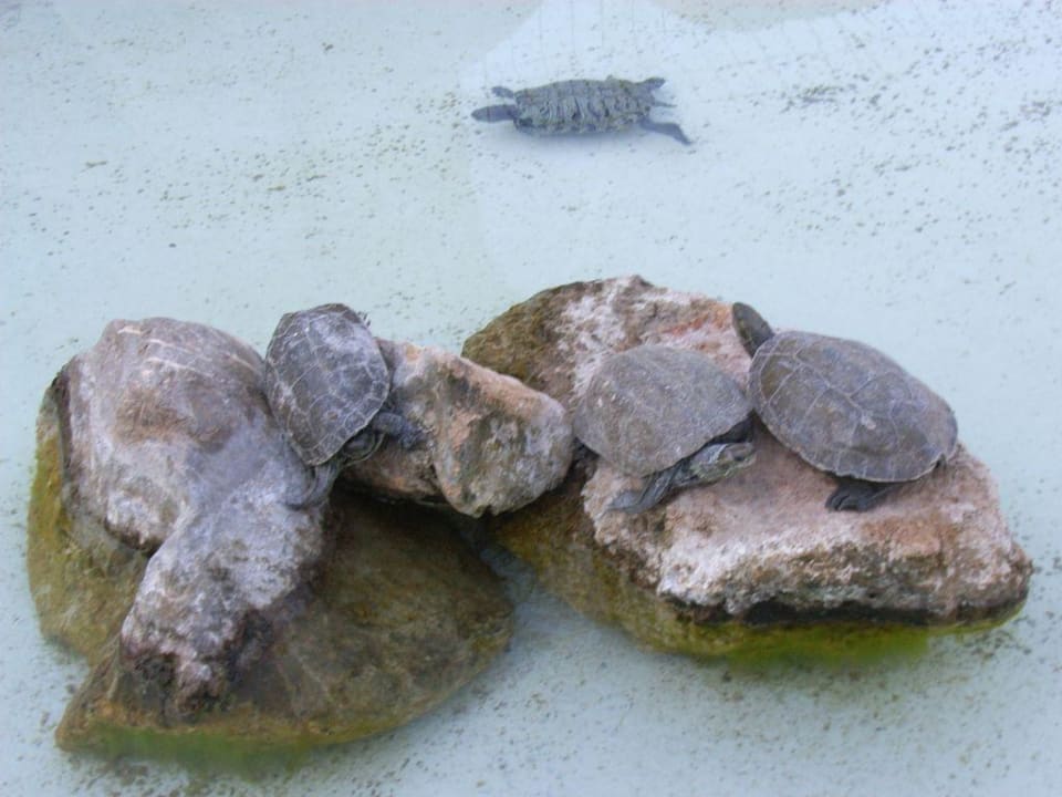 Schildkröten Pegasos Deluxe Beach Hotel