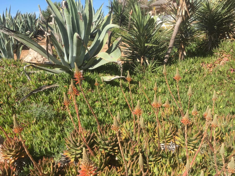 Gartenanlage Bikini Island & Mountain Hotel Es Trenc