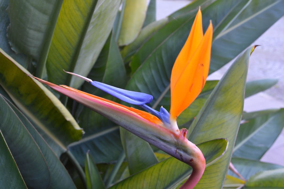 Schöne Blumen vor dem Hotel Kilikya Palace Göynük