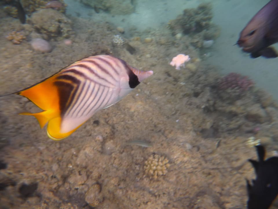 Fische füttern Pickalbatros Palace Resort