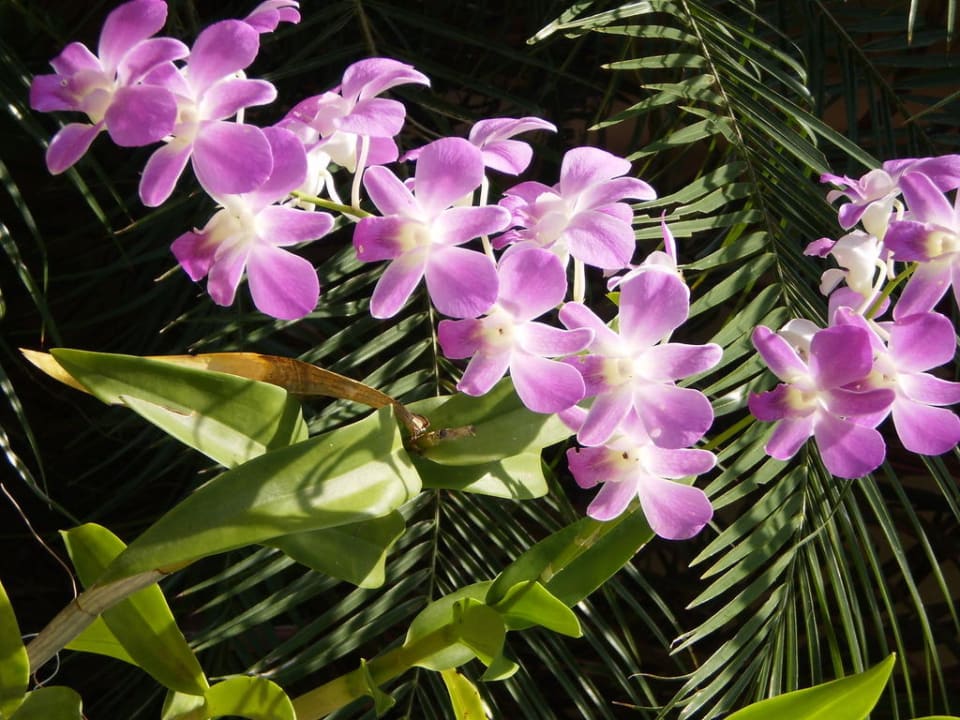 Orchidee The Fair House Beach Resort