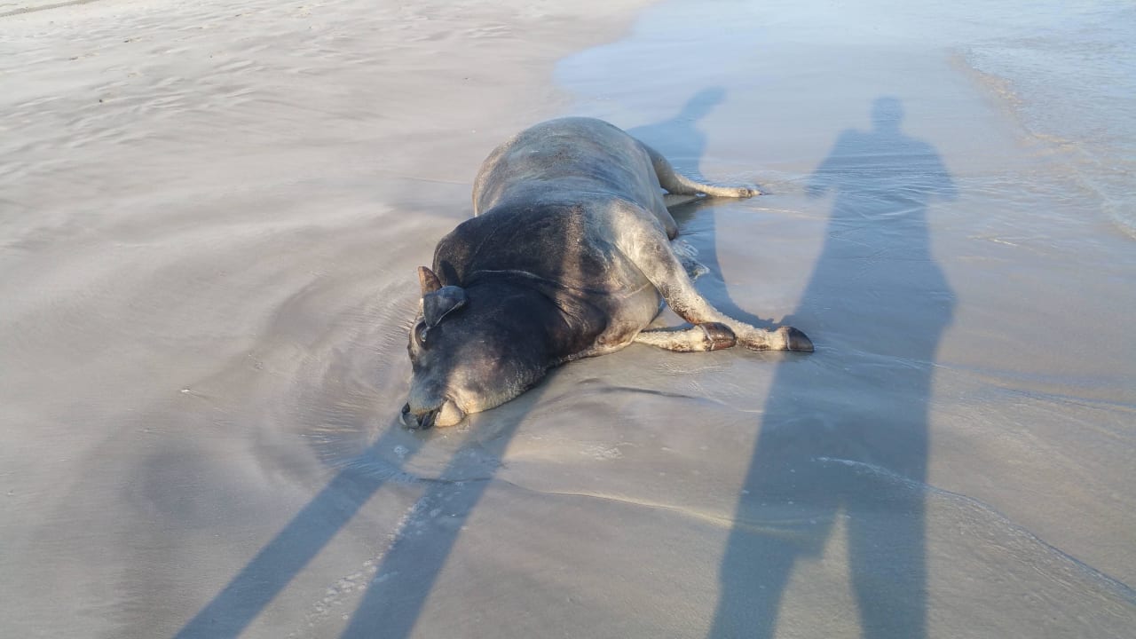 Ca 500m vom hotel Salalah Rotana Resort