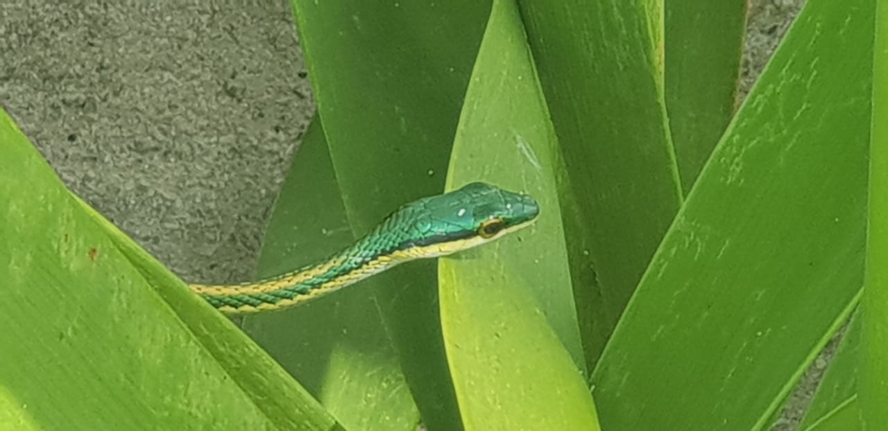 Gartenanlage Akumal Bay Beach & Wellness Resort