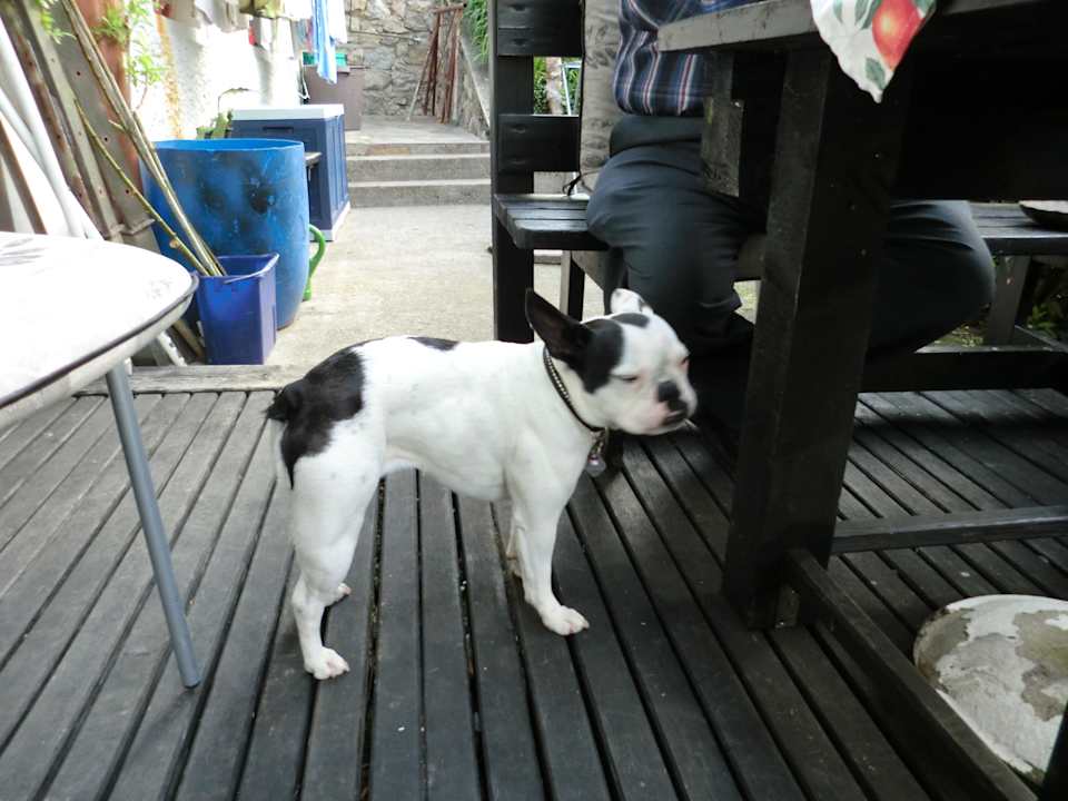 Hundchen der Vermieterin Haus Gschliefort