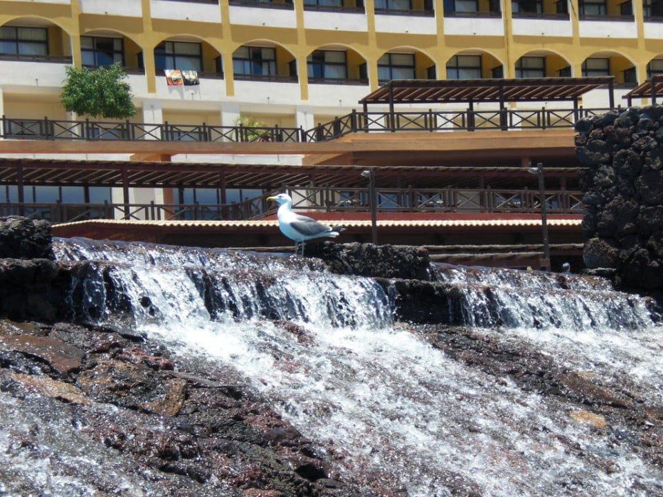 Wasserfall mit Möwe Occidental Jandía Playa