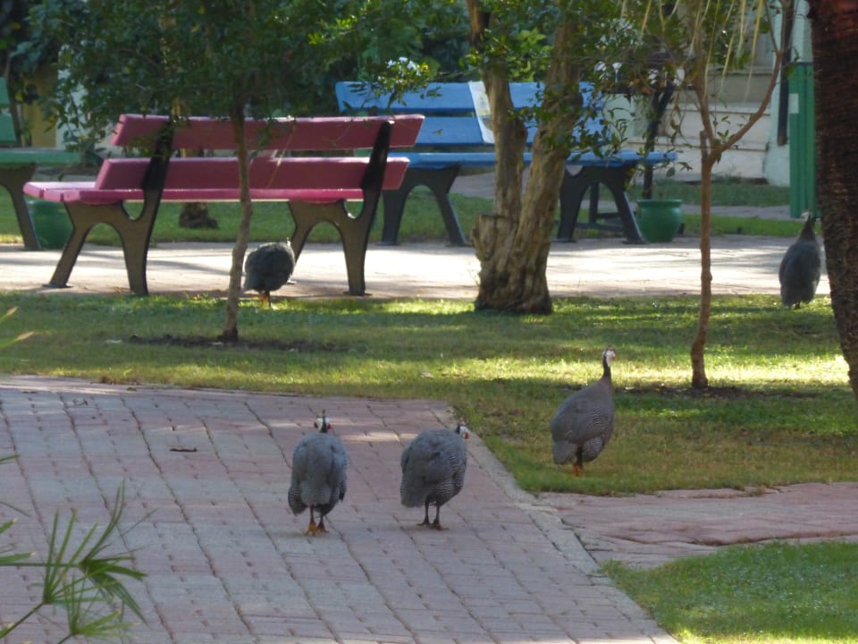 Gartenanlage VONRESORT Golden Beach