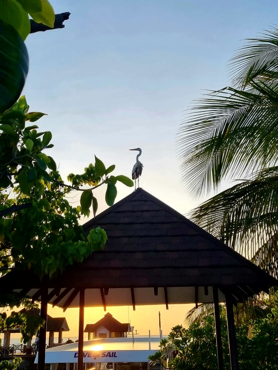 Ausblick Ellaidhoo Maldives by Cinnamon