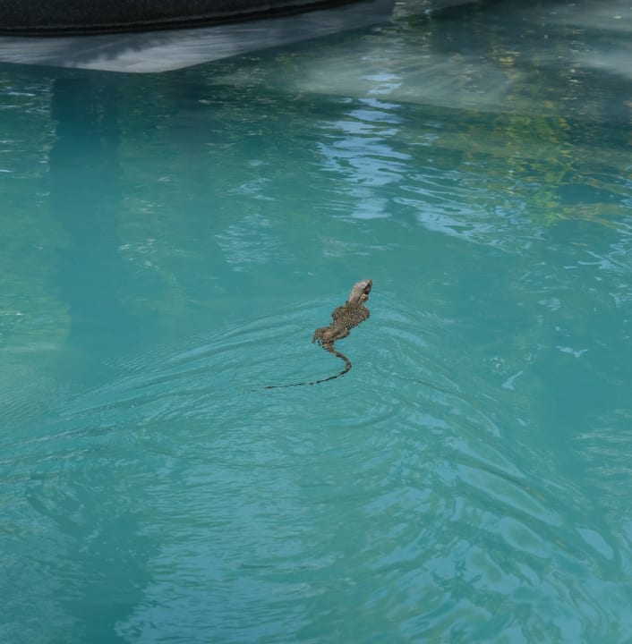 Pool La Flora Khao Lak