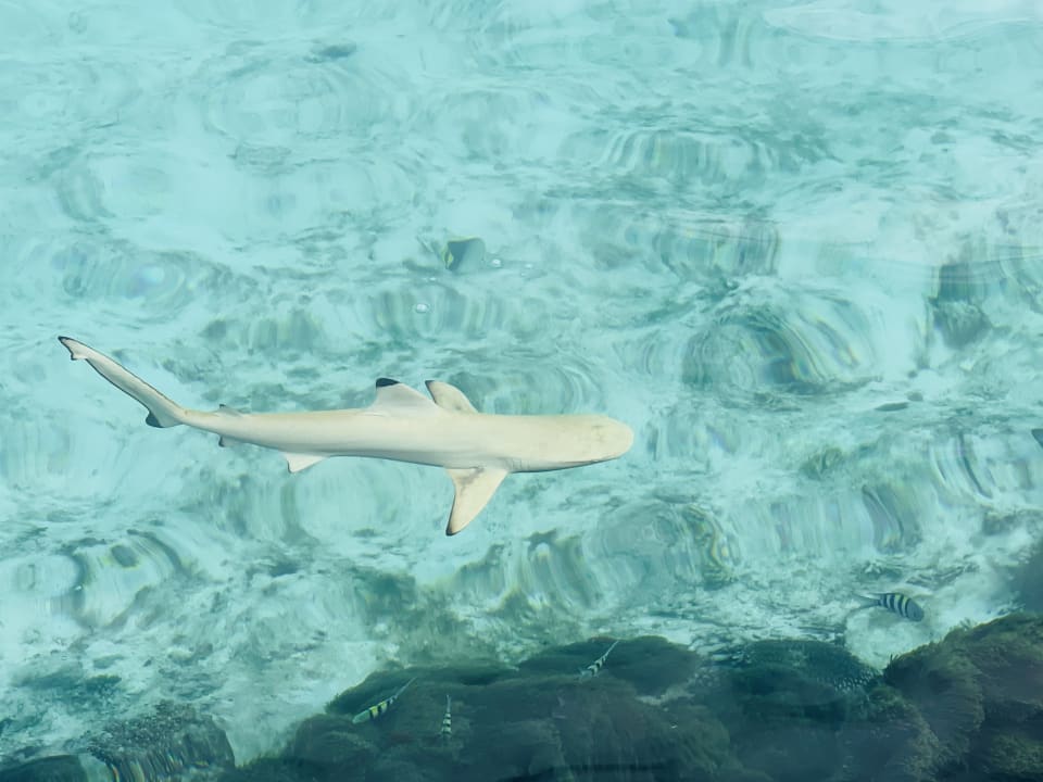 Strand Summer Island Maldives