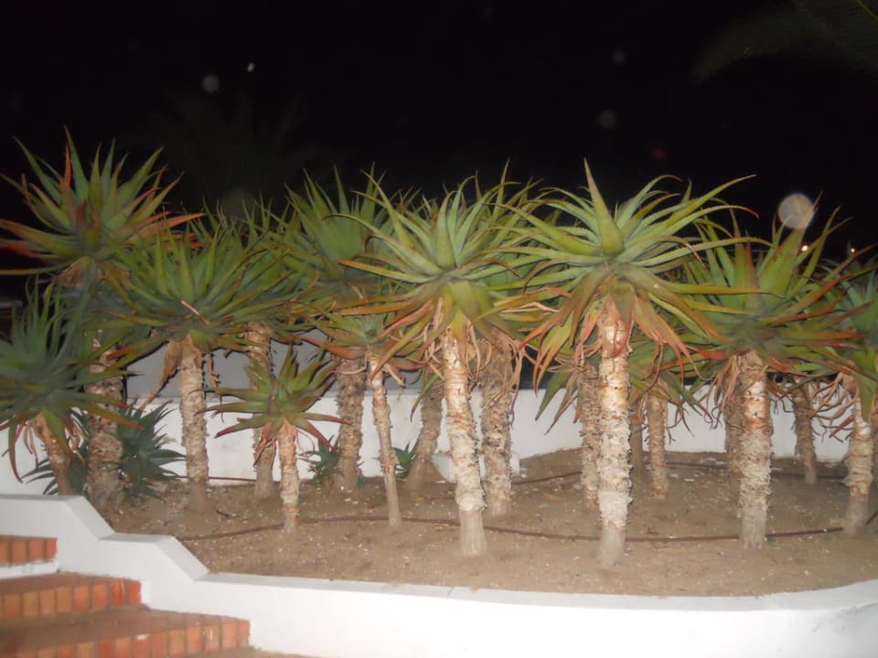 Diese Palmen sind eigentlich Kakteen Golden Club Cabanas