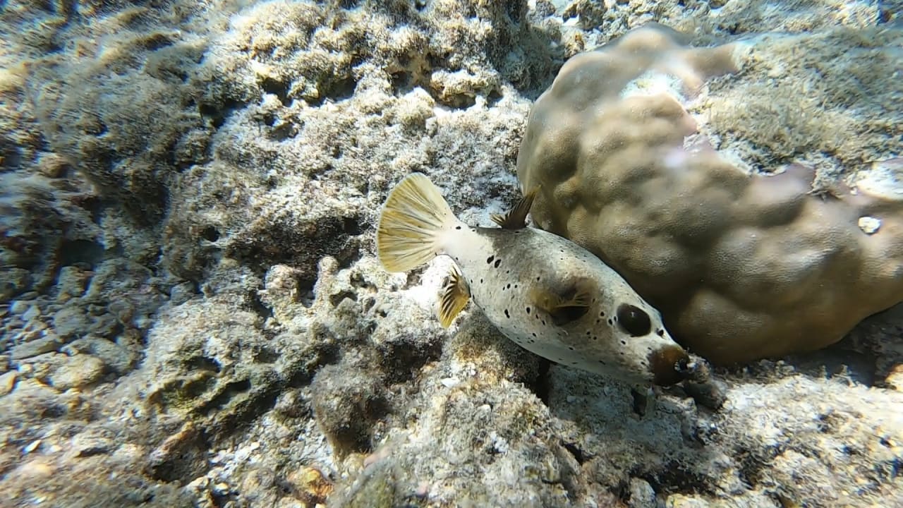 Sport & Freizeit NH Collection Maldives Reethi Resort