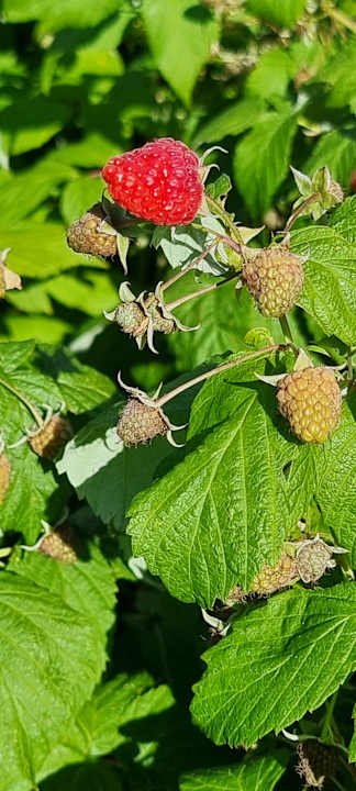 Gartenanlage Pałac i Folwark Galiny