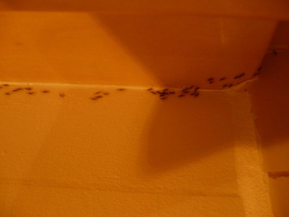 Ameisenplage im Haus El Refugio Villa Rosa