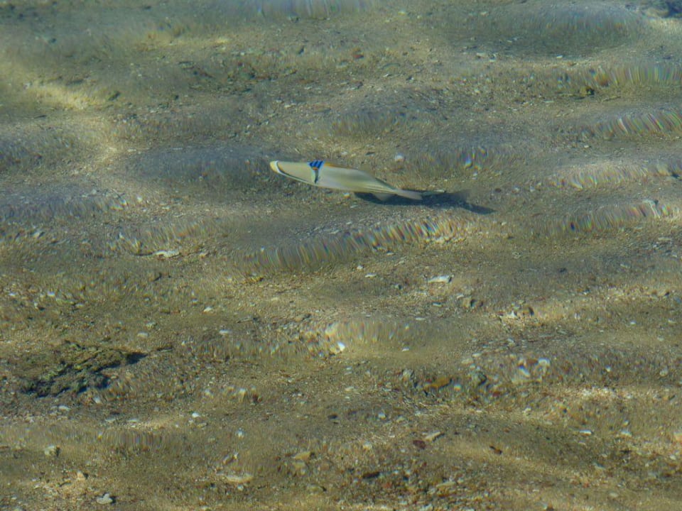 Picassofisch Albatros Sharm Resort