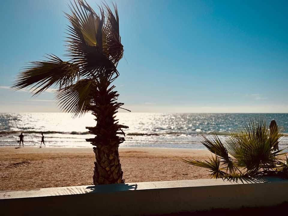 Strand Acanthus Cennet Barut Collection