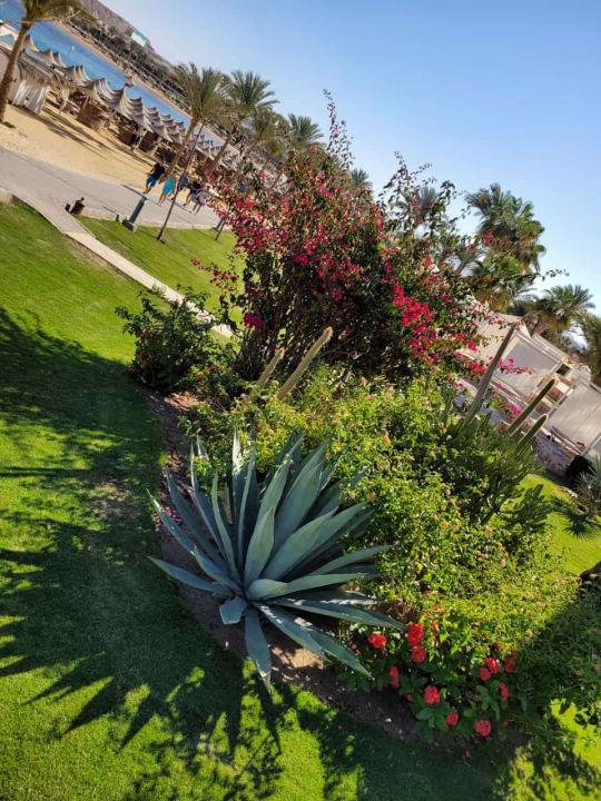 Gartenanlage Steigenberger Coraya Beach - Adults only