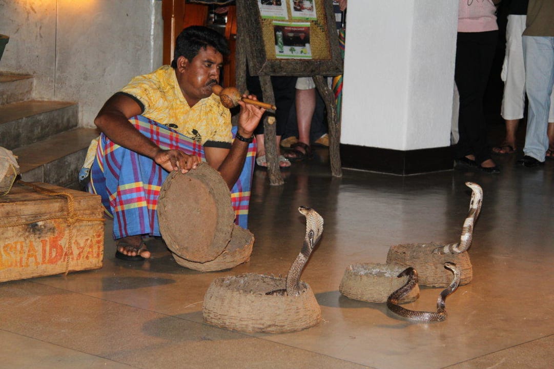 Schlangenbeschwörer bei seiner Show im Hotel Habarana Village by Cinnamon