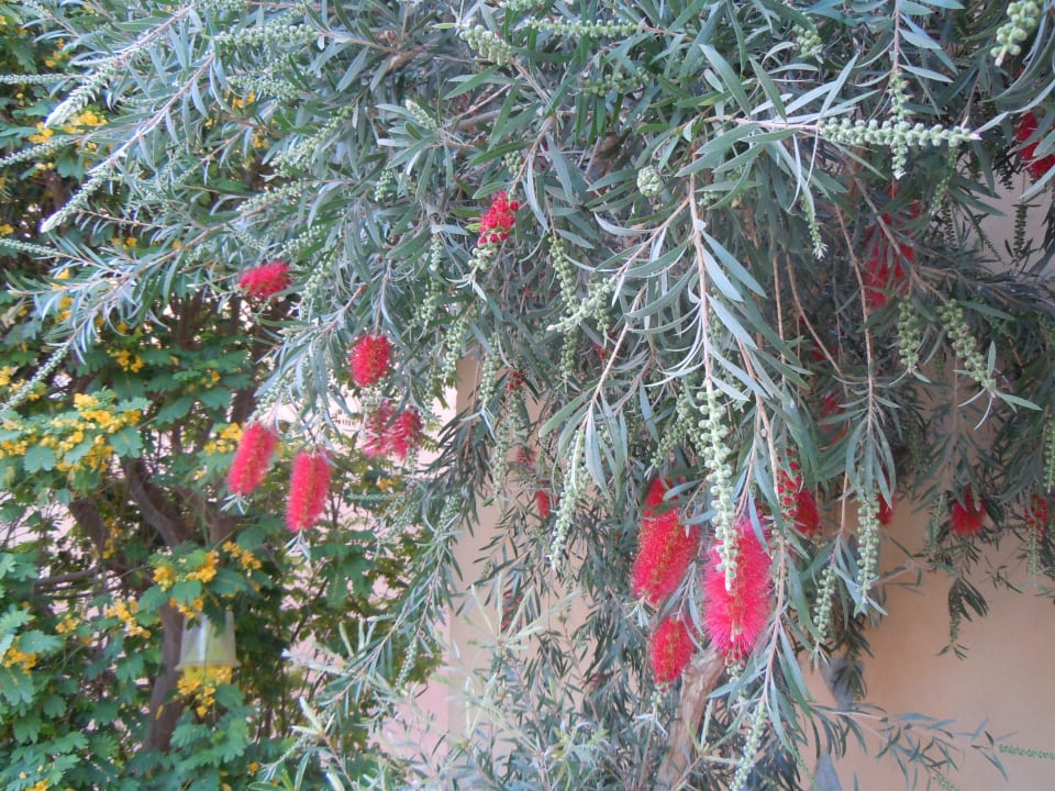 Wunderschön Makadi Spa - Adults only