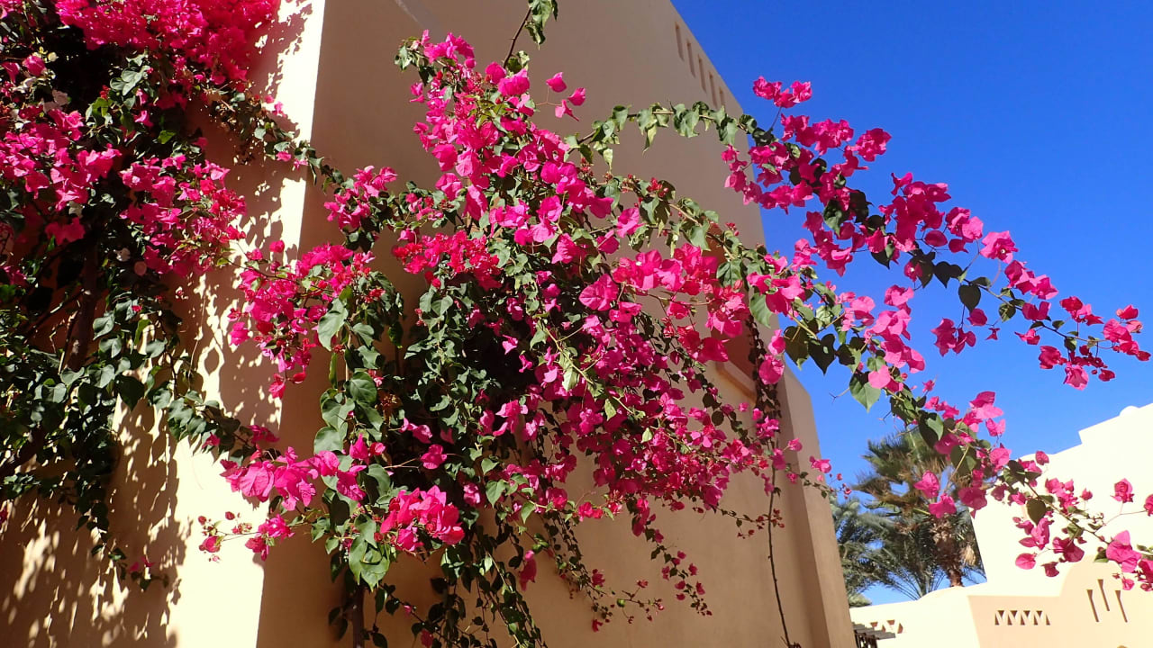 Traumblüten Steigenberger Coraya Beach - Adults only