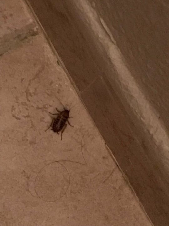 Zimmer Hotel Djerba Resort