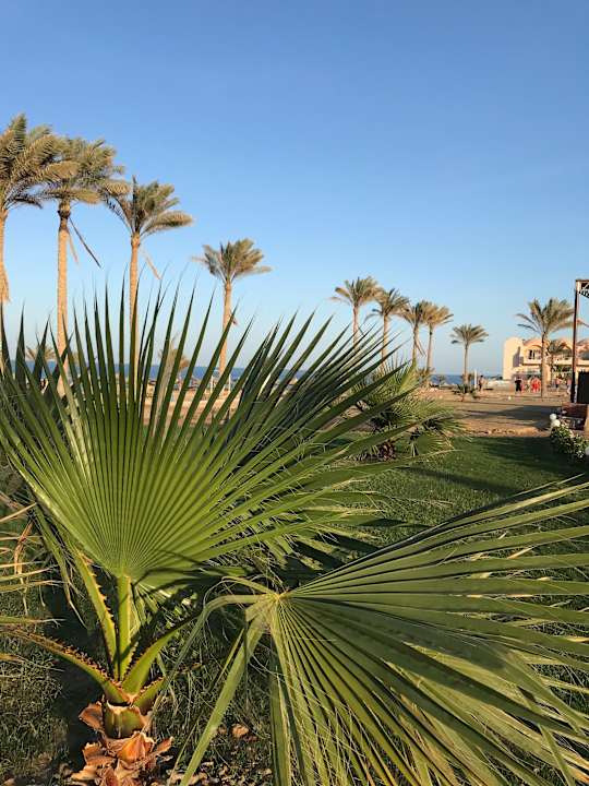 Gartenanlage Three Corners Sea Beach Resort