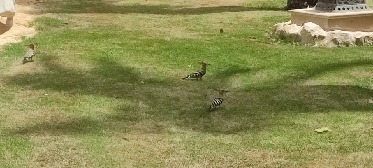 Gartenanlage Makadi Spa - Adults only