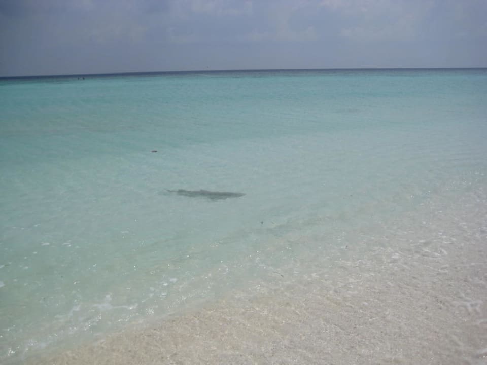 Haie direkt am Strand Kuramathi Maldives