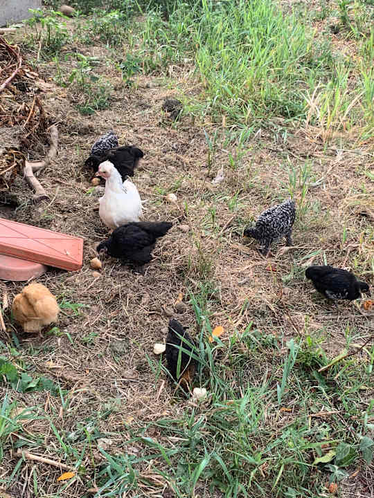 Sonstiges Oryza Guest House & Suites