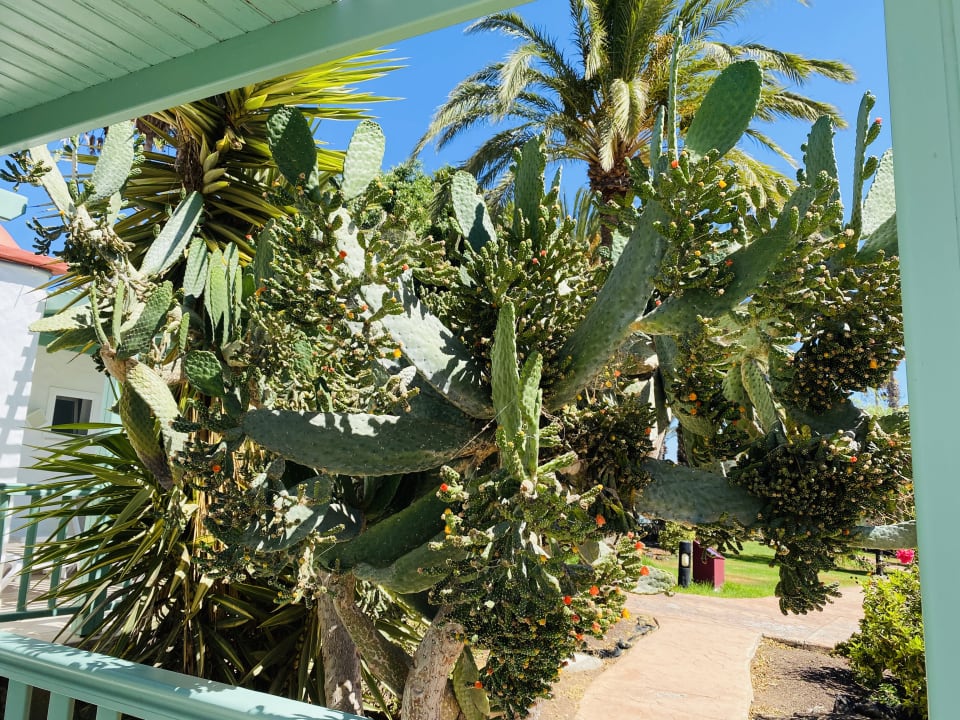 Gartenanlage Aldiana Club Fuerteventura